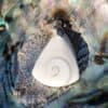 Coquillage Saint Lucie