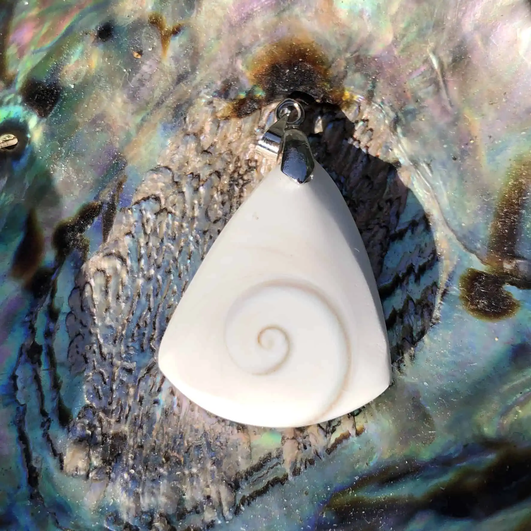 Coquillage Saint Lucie