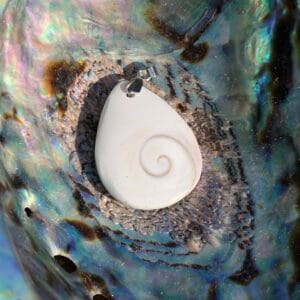 Coquillage Sainte Lucie