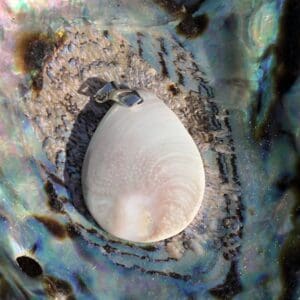 Coquillage Sainte Lucie