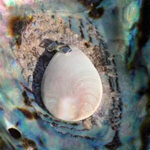 Coquillage Sainte Lucie